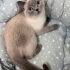 British short hair blue point kedi fotoğraf