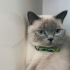 British short hair blue point kedi fotoğraf
