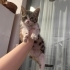 Annesiz kalmış minik tekir 🥺 fotoğraf