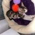 Annesiz kalmış minik tekir 🥺 fotoğraf
