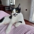 TEMAS BAĞIMLISI HARİKA BİR CAN YOLDAŞI: NEFES 🐾 fotoğraf