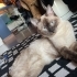 Sizi sevgisiyle saracak bir kedi. fotoğraf