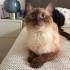Sizi sevgisiyle saracak bir kedi. fotoğraf