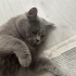 Kısırlaştırılmış akıllı kedi fotoğraf