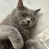 Kısırlaştırılmış akıllı kedi fotoğraf