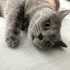 Kısırlaştırılmış akıllı kedi fotoğraf