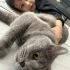 Kısırlaştırılmış akıllı kedi fotoğraf
