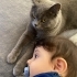 Kısırlaştırılmış akıllı kedi fotoğraf