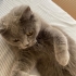 Kısırlaştırılmış akıllı kedi fotoğraf