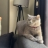 Kısırlaştırılmış akıllı kedi fotoğraf