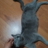 Acil yuva aranıyor fotoğraf