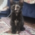 Tortoiseshell Minik Yavruya Çok Acil Yuva Aranıyor! fotoğraf