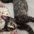 Tortoiseshell Minik Yavruya Çok Acil Yuva Aranıyor! fotoğraf