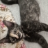 Tortoiseshell Minik Yavruya Çok Acil Yuva Aranıyor! fotoğraf