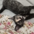 Tortoiseshell Minik Yavruya Çok Acil Yuva Aranıyor! fotoğraf