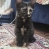 Tortoiseshell Minik Yavruya Çok Acil Yuva Aranıyor! fotoğraf