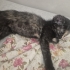 Tortoiseshell Minik Yavruya Çok Acil Yuva Aranıyor! fotoğraf