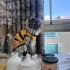 Aşıları tam cins kedi bütün eğitimleri tam fotoğraf
