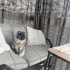 Aşıları tam cins kedi bütün eğitimleri tam fotoğraf