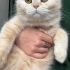 Çok uslu ve kendini sevdiren bir kedi fotoğraf