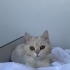 Çok uslu ve kendini sevdiren bir kedi fotoğraf