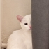 Kartopu Leo 3 Yaşında Kısırlaştırılmış Çipli fotoğraf