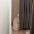 Kartopu Leo 3 Yaşında Kısırlaştırılmış Çipli fotoğraf