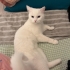 Çok uysal iki prenses kedimi sahiplendiriyorum fotoğraf