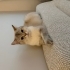 Kuki’ye yuva arıyoruz fotoğraf