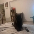 2 YAŞINDA UYSAL KEDİ fotoğraf