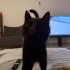2 YAŞINDA UYSAL KEDİ fotoğraf