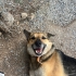 BEHLÜL KALICI YUVASINI ARIYOR fotoğraf
