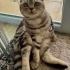 Kısır erkek 5 yaşında scottish fold fotoğraf