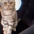 Kısır erkek 5 yaşında scottish fold fotoğraf