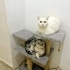 Kısır erkek 5 yaşında scottish fold fotoğraf