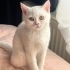 LUİ DİŞİ BRİTİSH SHORTHAİR fotoğraf