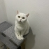 LUİ DİŞİ BRİTİSH SHORTHAİR fotoğraf
