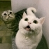 LUİ DİŞİ BRİTİSH SHORTHAİR fotoğraf