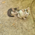 BİBLO GİBİ PELUŞ BEBEK fotoğraf