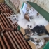 BİBLO GİBİ PELUŞ BEBEK fotoğraf