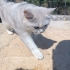 Orjinal British Shorthair fotoğraf