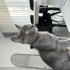 3 aylık oyuncu bir kız fotoğraf