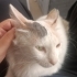 Kısırlaştırması Yapılmış, Yeşil Gözlü Üç Renkli Güzellik Evini Arıyor fotoğraf