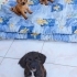 AHIRDA KURU EKMEKLE BESLENMİŞLER 2,5 AYLIK 3 KÜÇÜK IRK KIZ KARDEŞ🥺 fotoğraf