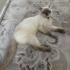 Karameli sokağa atmışlar fotoğraf