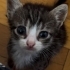 🏡 ACİL YUVA ARANIYOR 🐾 fotoğraf