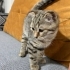British shorthair Acil bir ömürlük yuva arıyoruz fotoğraf