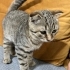 British shorthair Acil bir ömürlük yuva arıyoruz fotoğraf