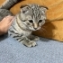 British shorthair Acil bir ömürlük yuva arıyoruz fotoğraf