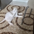 SAKİN YAPILI KEDİMİZE YUVA ARIYORUZ fotoğraf